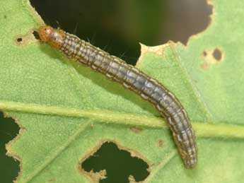  Chenille de Acrobasis consociella Hb. - Philippe Mothiron